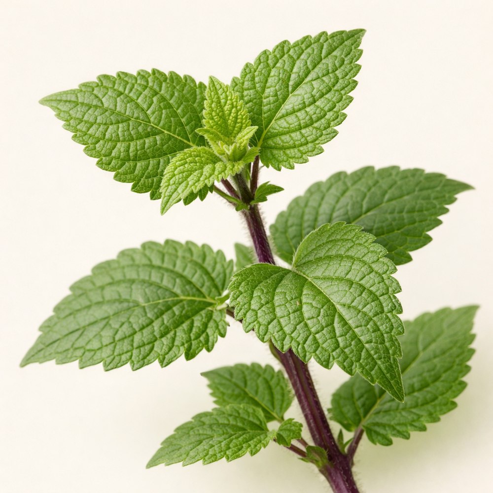 Photograph of Agastache rugosa (Fisch. & C.A.Mey.) Kuntze (Korean Mint)