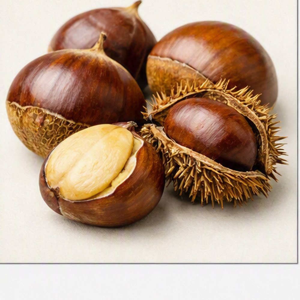 밤(Castanea crenata Siebold & Zucc.) 실물 이미지
