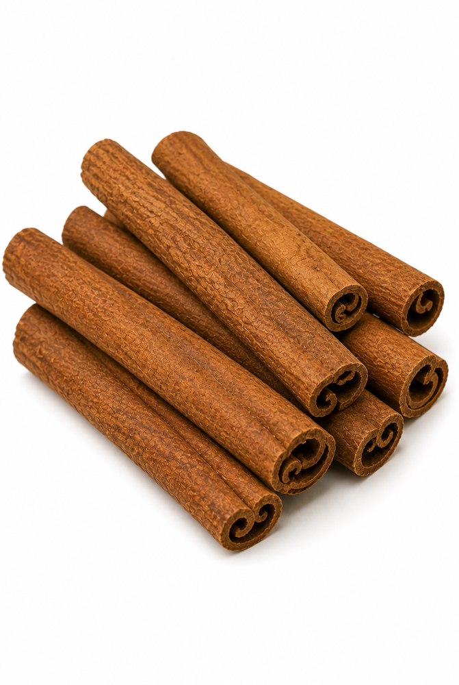 Botanical illustration of Cinnamomum verum (related species)
