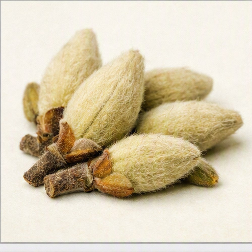 신이(Magnolia biondii Pamp.) 실물 이미지