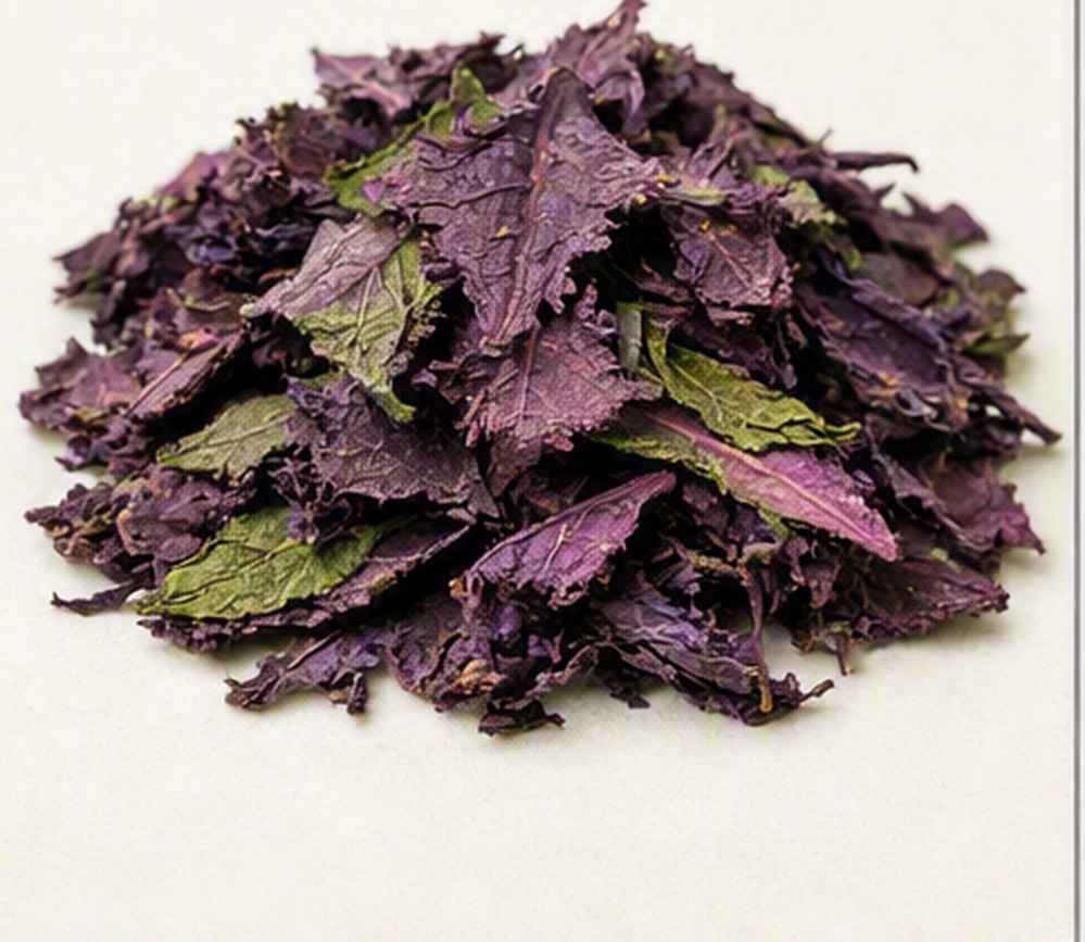 자소엽(Perilla frutescens (L.) Britton var. acuta (Thunb.) Kudo) 실물 이미지